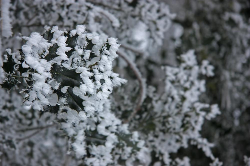Winter Ripe Eiskristalle Ice Snow Holly Winter Ripe Eiskristalle Ice Snow Holly