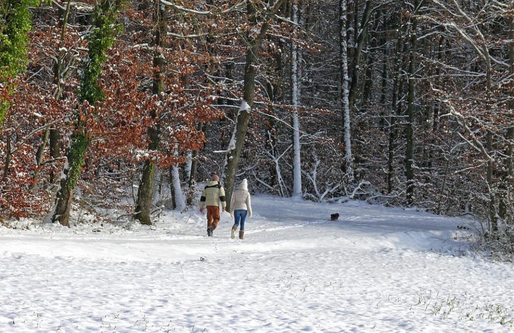 Winter Snow Trees Forest Cold Human Walk Winter Snow Trees Forest Cold Human Walk