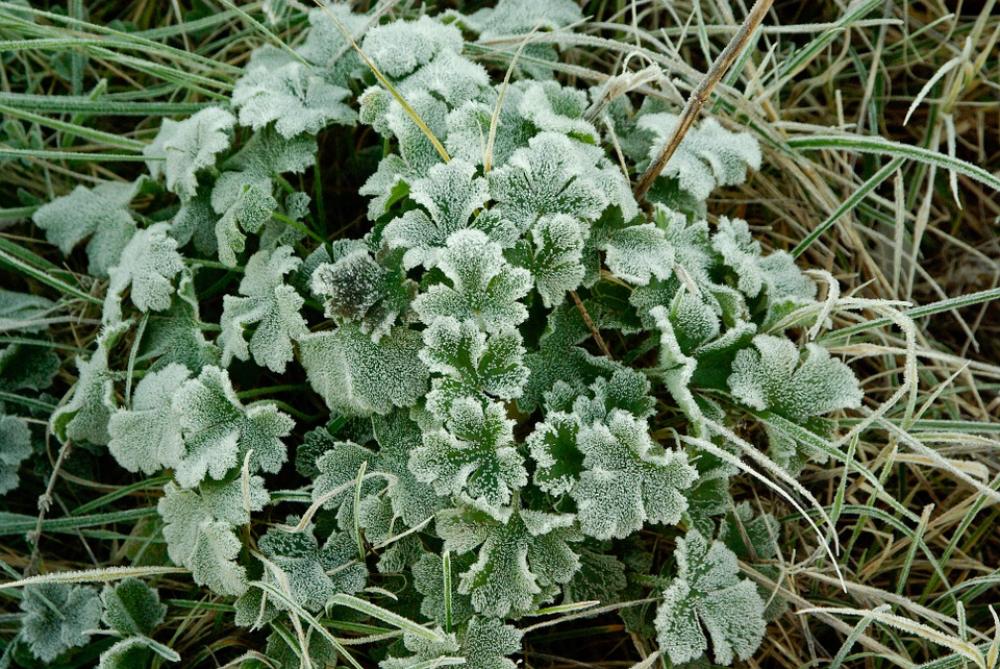 Winter Frost Ice Crystals Leaves Gel Winter Frost Ice Crystals Leaves Gel