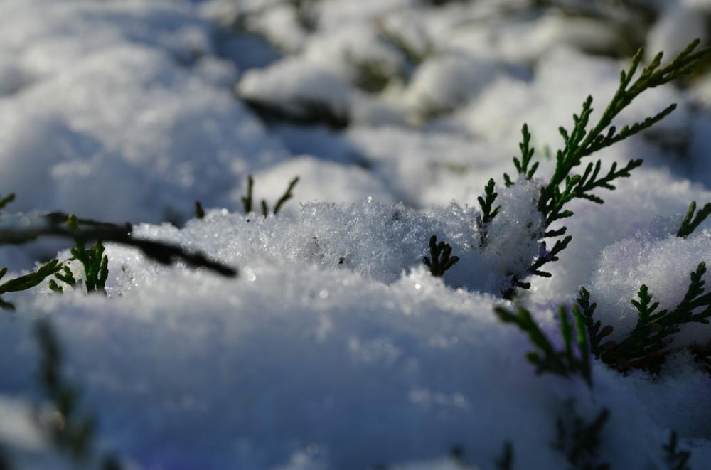 Winter Snow Bush Green Winter Snow Bush Green