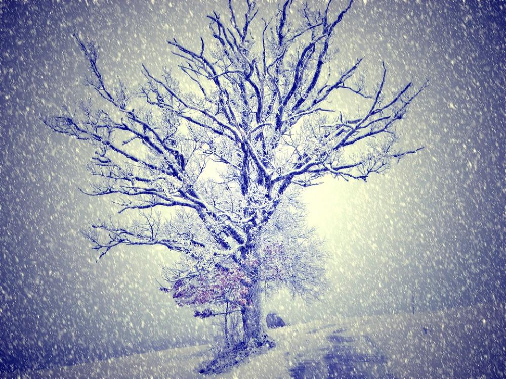 Wintry Snow Tree Light Wintry Snow Tree Light