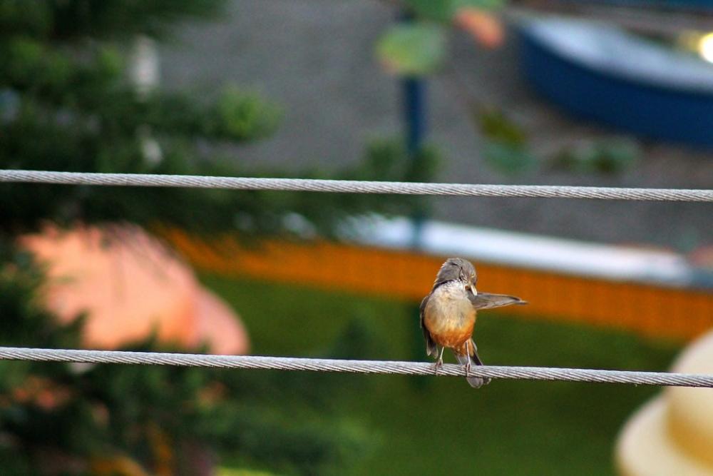 Wise-Orange Blossom Bird Brazilian Observation Wise-Orange Blossom Bird Brazilian Observation