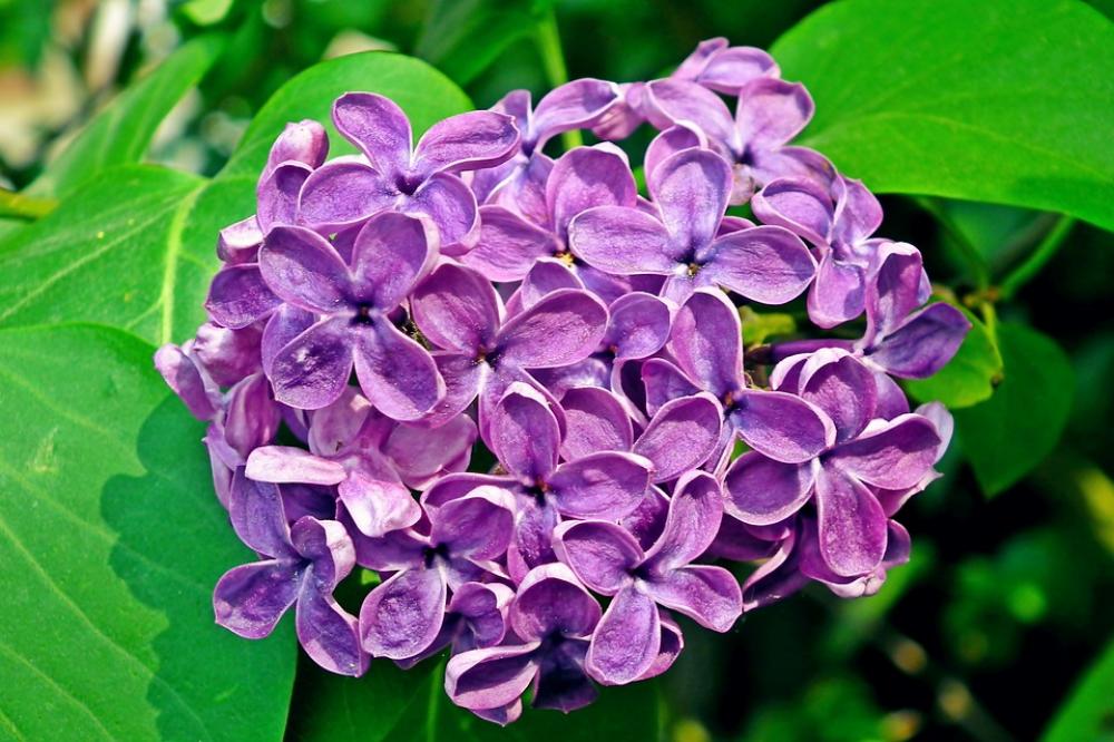 Without Spring May Nature Flower Garden Bush Without Spring May Nature Flower Garden Bush