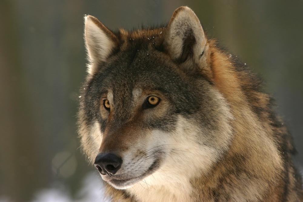 Wolf Zoo Canis Lupus Mammal Wolves European Wolf Wolf Zoo Canis Lupus Mammal Wolves European Wolf