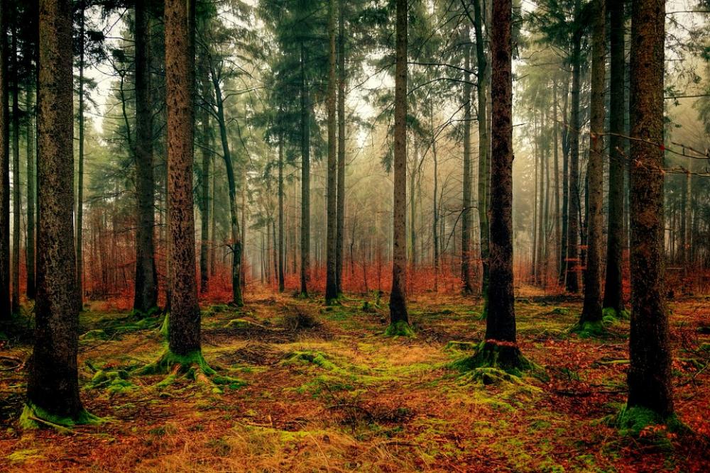 Wood Tree Nature Landscape Forest Autumn Green Wood Tree Nature Landscape Forest Autumn Green