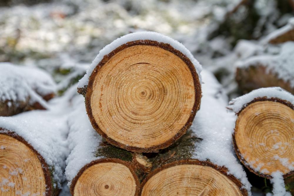 Wood Woods Saw Background Nature Tree Forest Wood Woods Saw Background Nature Tree Forest