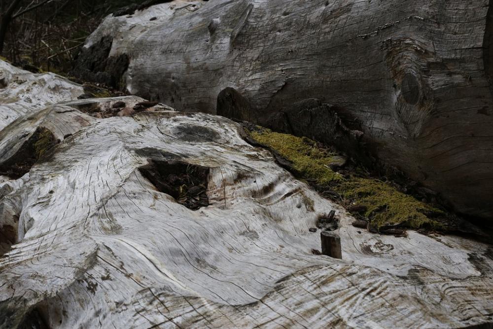 Wood Tree Trunk Forest Nature Log Wood Tree Trunk Forest Nature Log