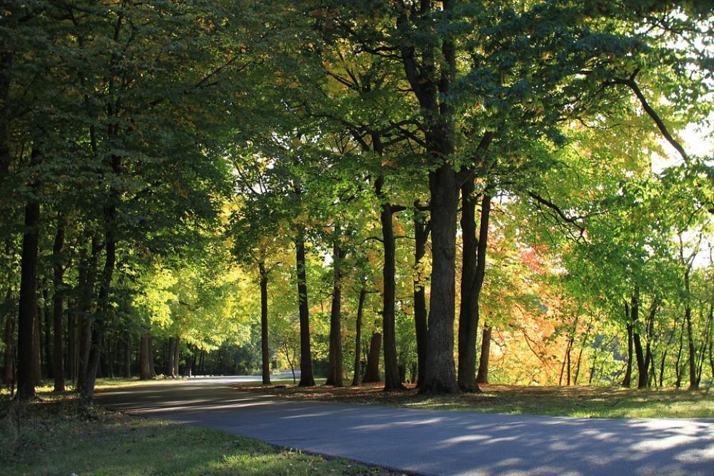 Wood Forest Landscape Scenery Nature Green Road Wood Forest Landscape Scenery Nature Green Road