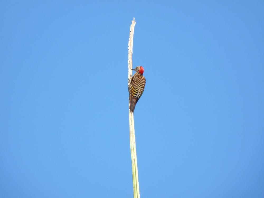 Woodpecker Nature Blue Sky Forest Caribbean Woodpecker Nature Blue Sky Forest Caribbean