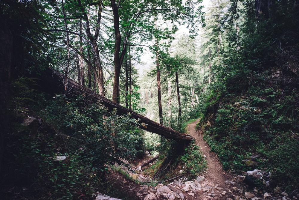 Woods Forest Trees Nature Landscape Outdoors Tree Woods Forest Trees Nature Landscape Outdoors Tree