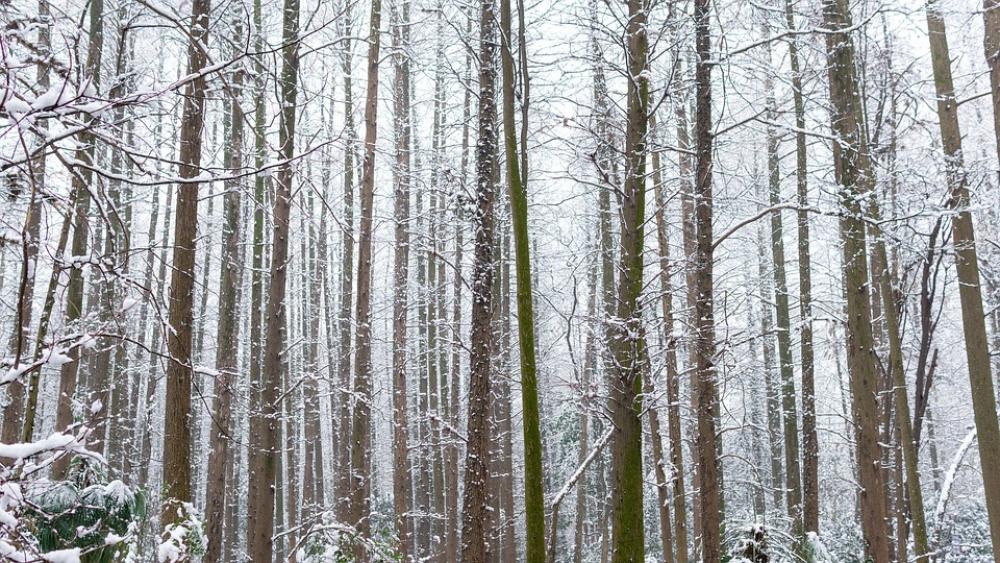 Woods Arbor Winter Snow Park Hangzhou West Lake Woods Arbor Winter Snow Park Hangzhou West Lake