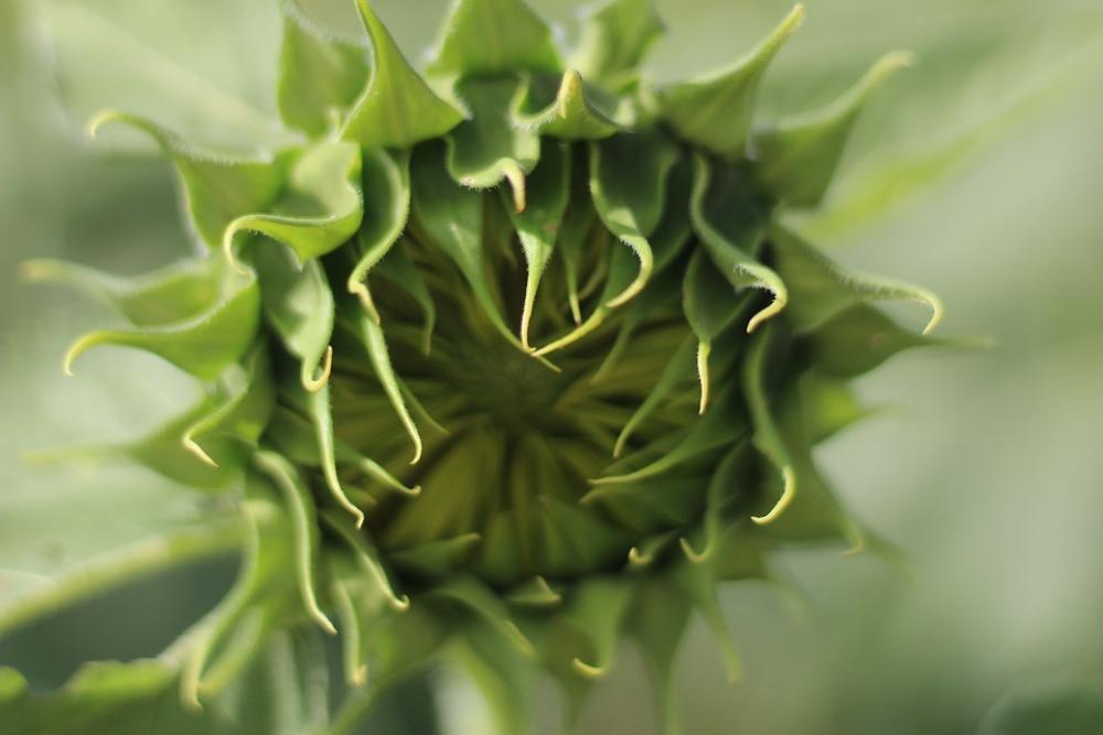 Yellow Flowers Nature Summer Sunflower Plant Open Yellow Flowers Nature Summer Sunflower Plant Open