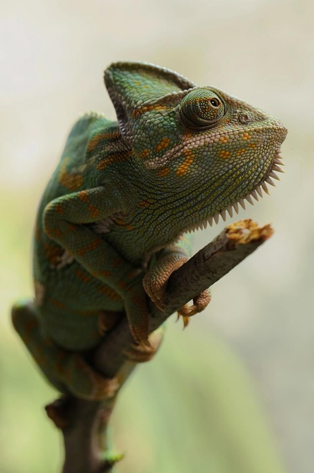 Yemen Chameleon Chamaeleo Calyptratus Chameleon Yemen Chameleon Chamaeleo Calyptratus Chameleon