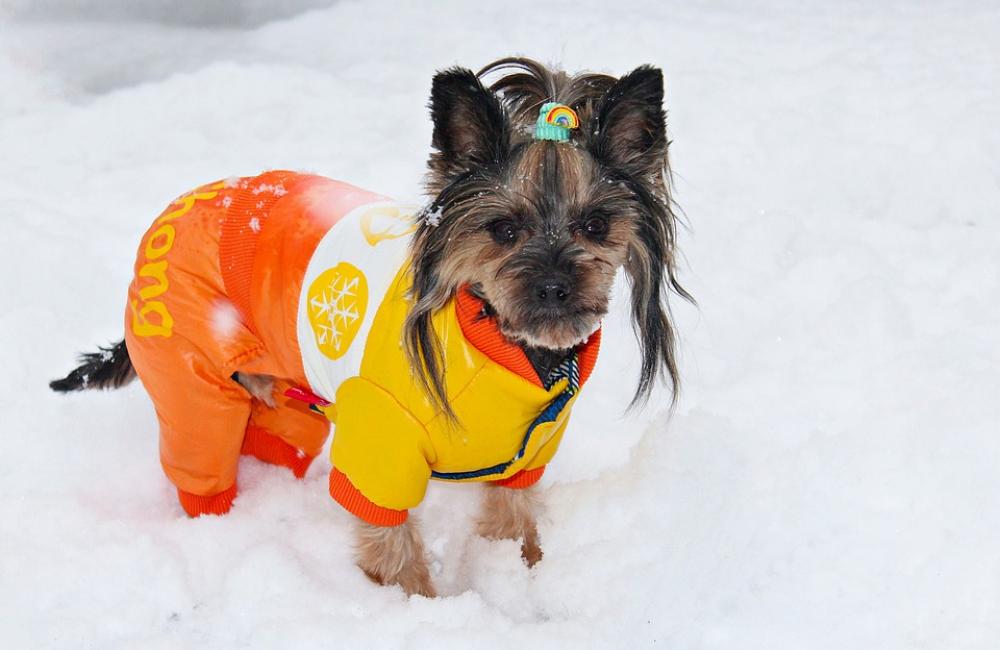 Yorkshire Terrier Dog Dog Clothes Snow Yorkshire Terrier Dog Dog Clothes Snow