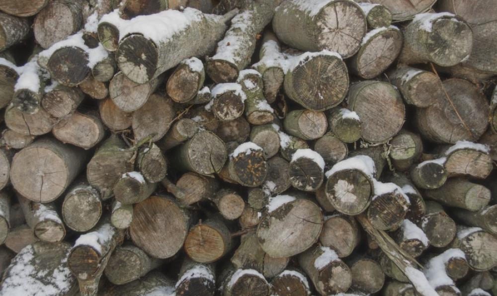 Logs in the winter Logs in the winter