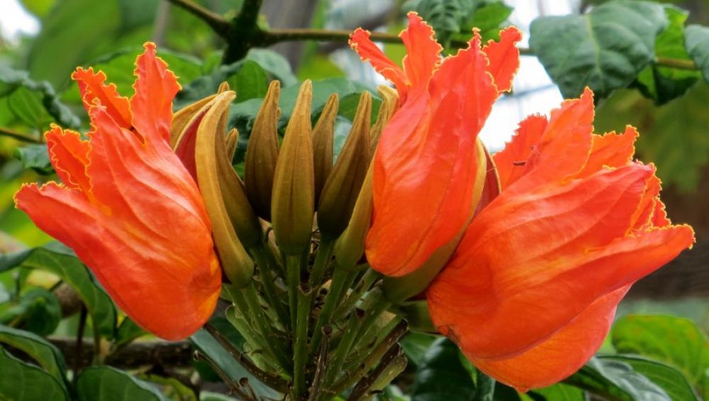 tuliplike red Hawaiian flowers tuliplike red Hawaiian flowers