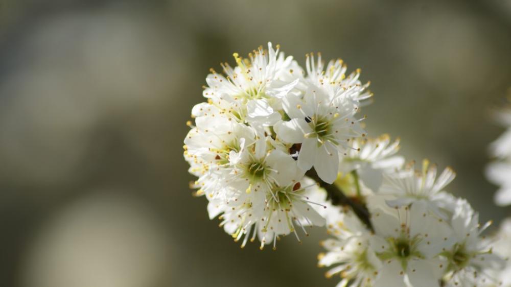 Blossom Blossom
