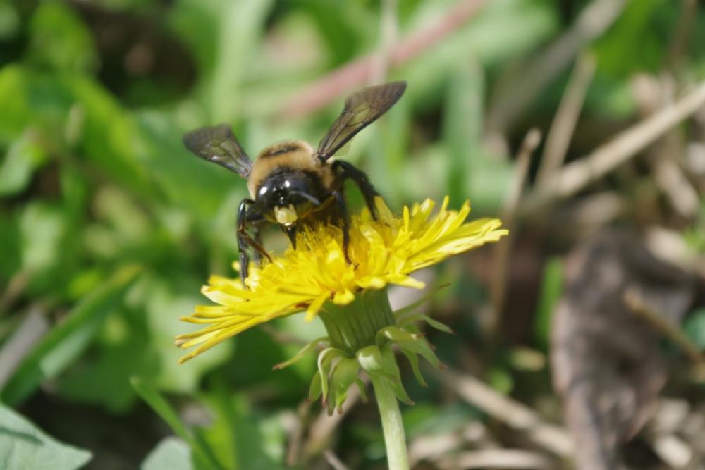 Carpenter Bee on Yellow Flower Carpenter Bee on Yellow Flower