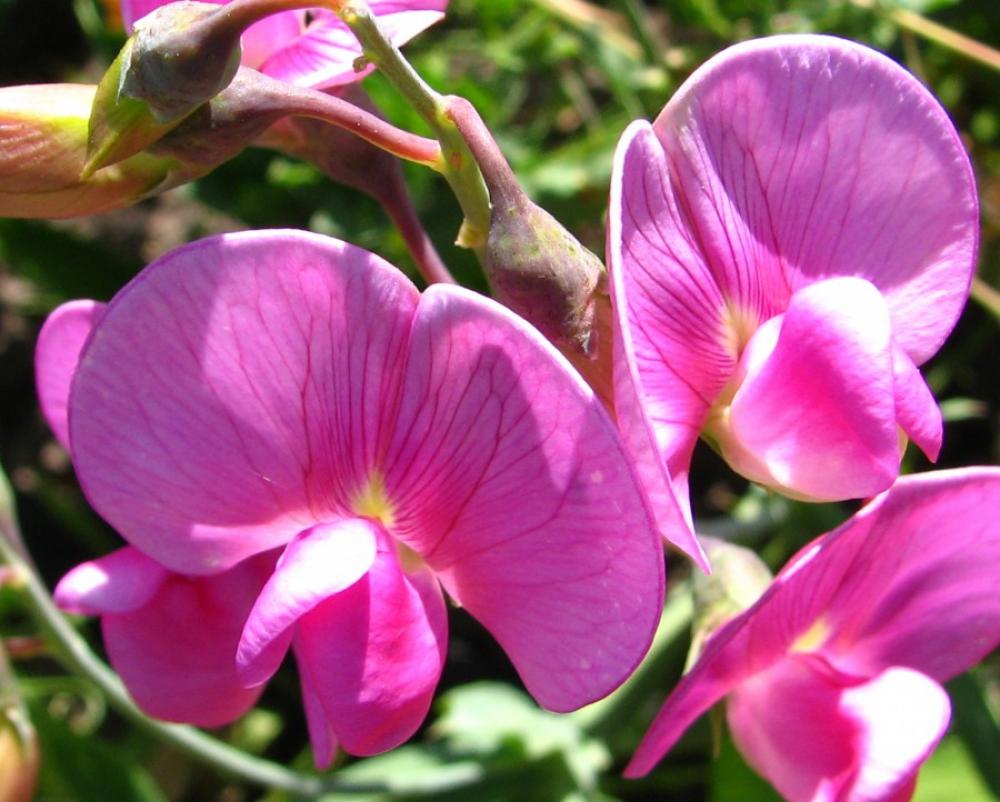 chaparral pea flowers chaparral pea flowers