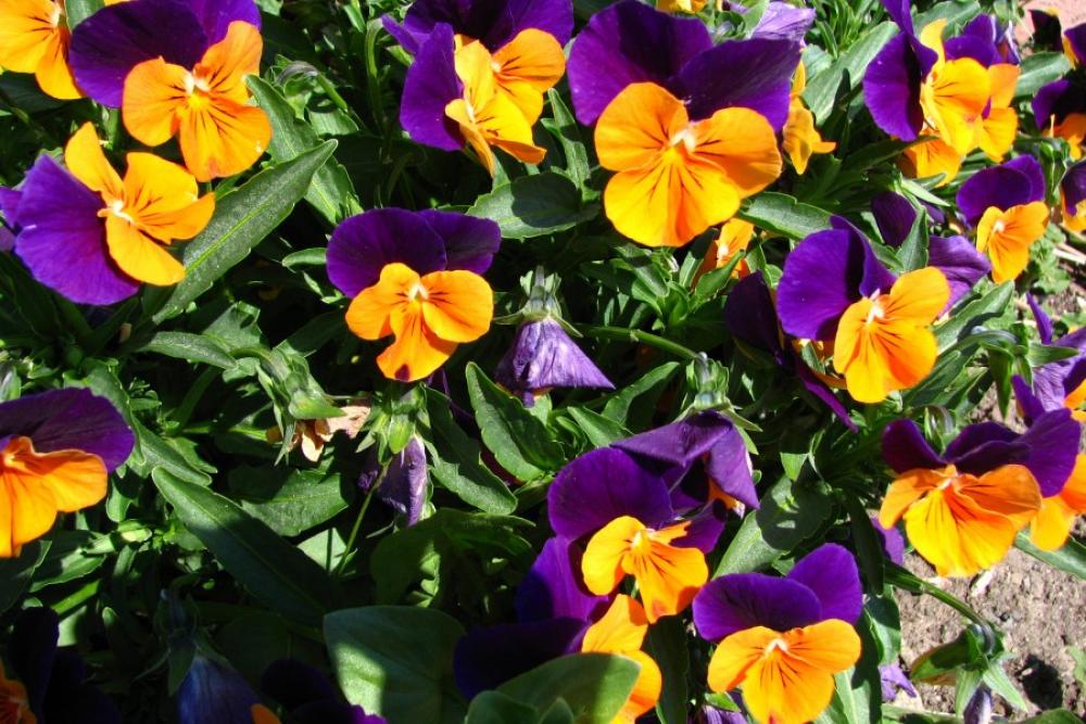 orange and purple violas orange and purple violas