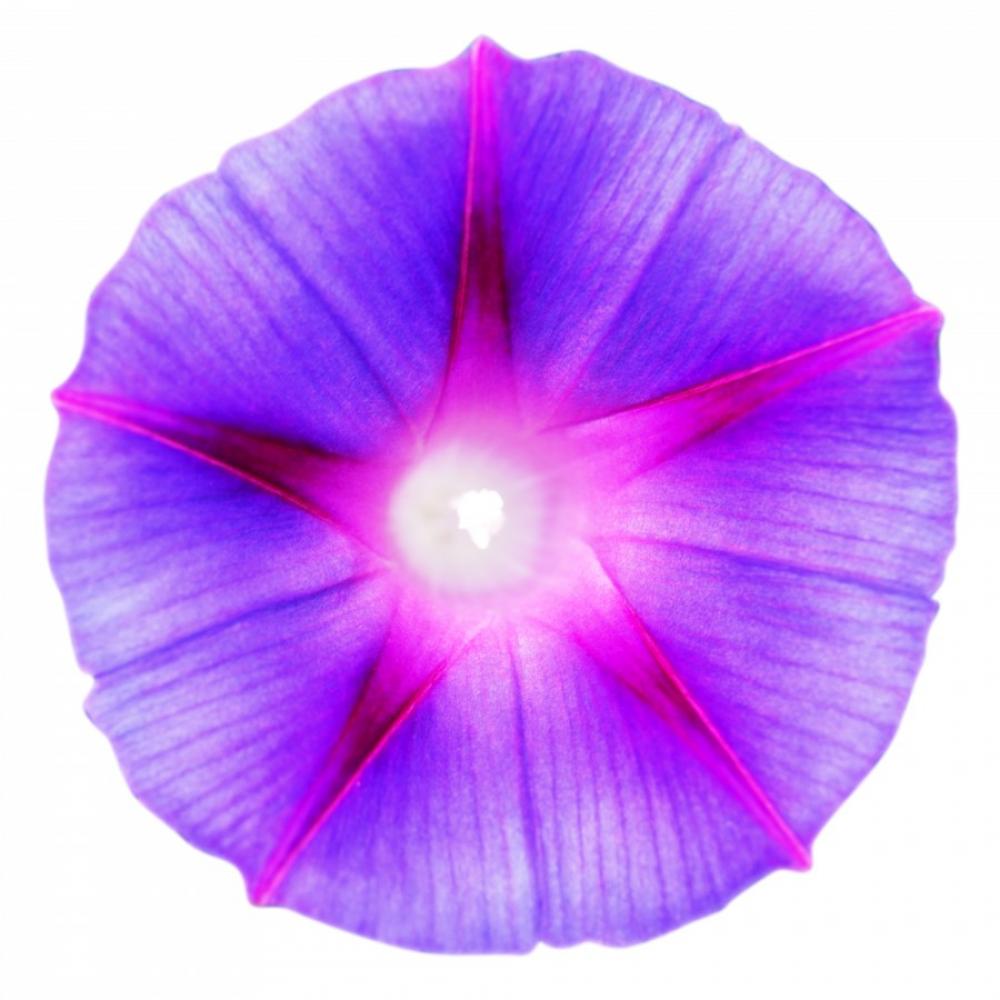 Purple flower Purple flower