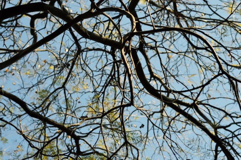 Tree branches Tree branches