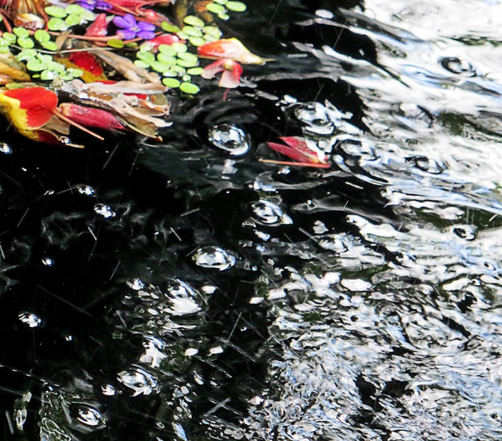 water texture with flower petals water texture with flower petals