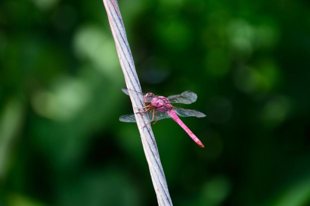 red dragonfly red dragonfly