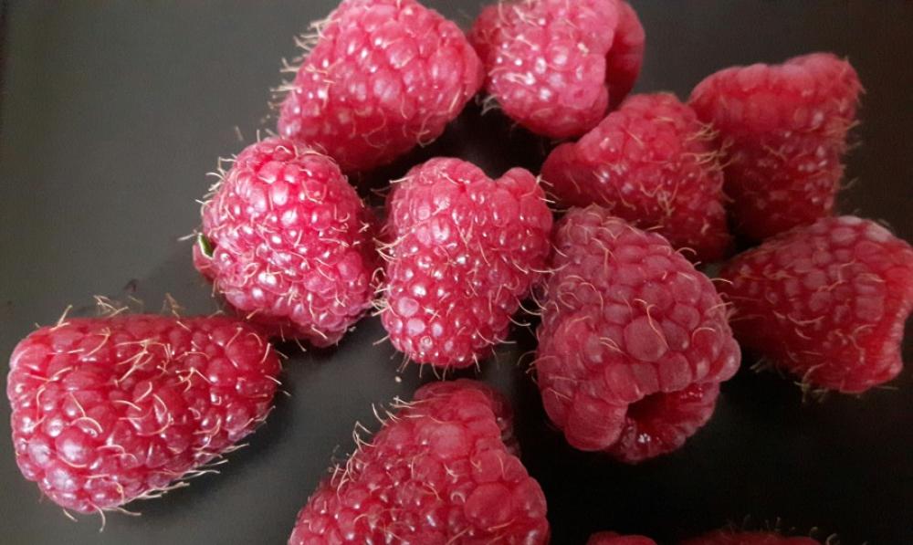the first harvest the first harvest