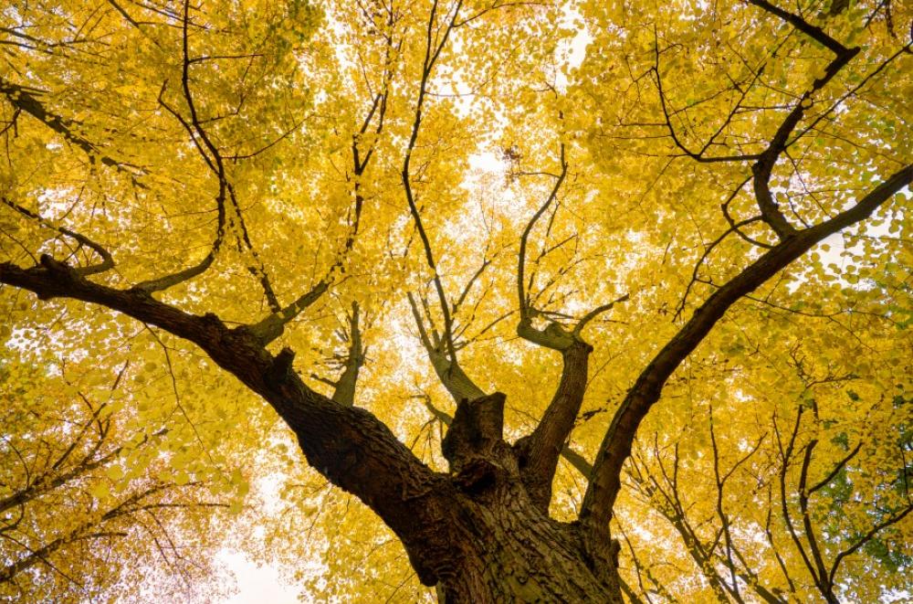 Yellow tree crown Yellow tree crown