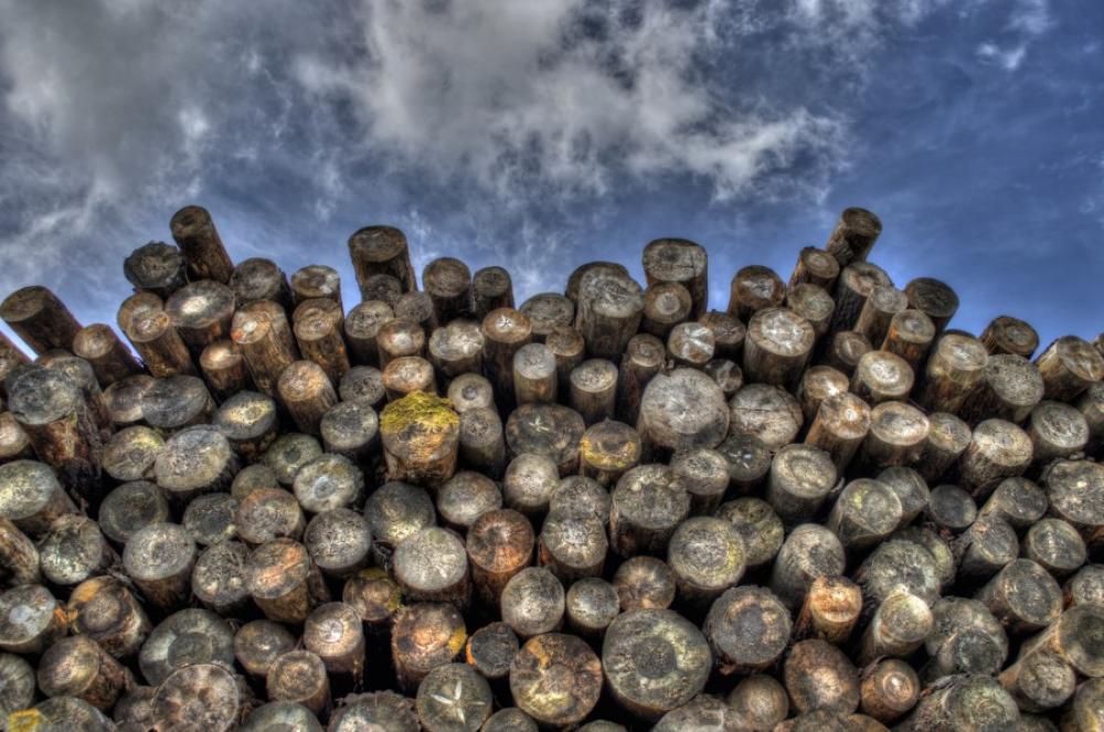 Logging industry Logging industry