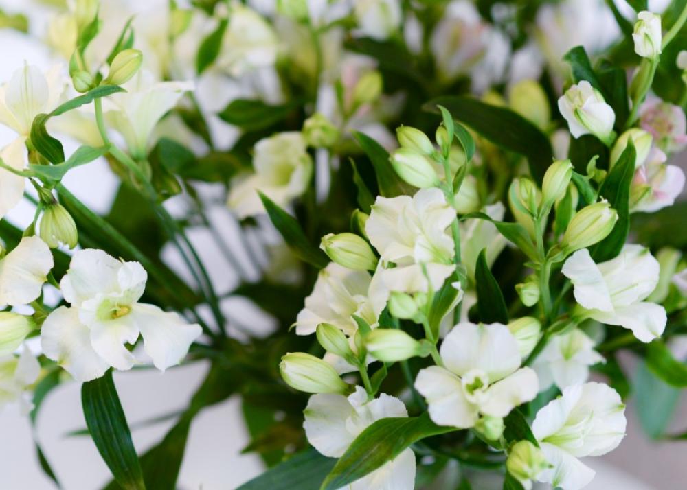 White bouquet White bouquet