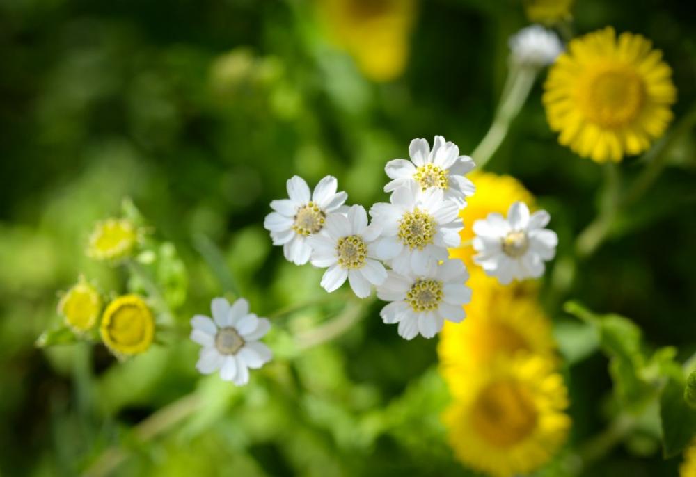 little white flowers little white flowers
