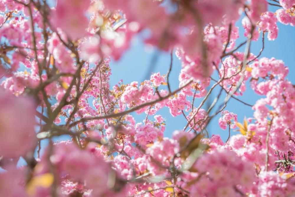 Blossom in the summer Blossom in the summer