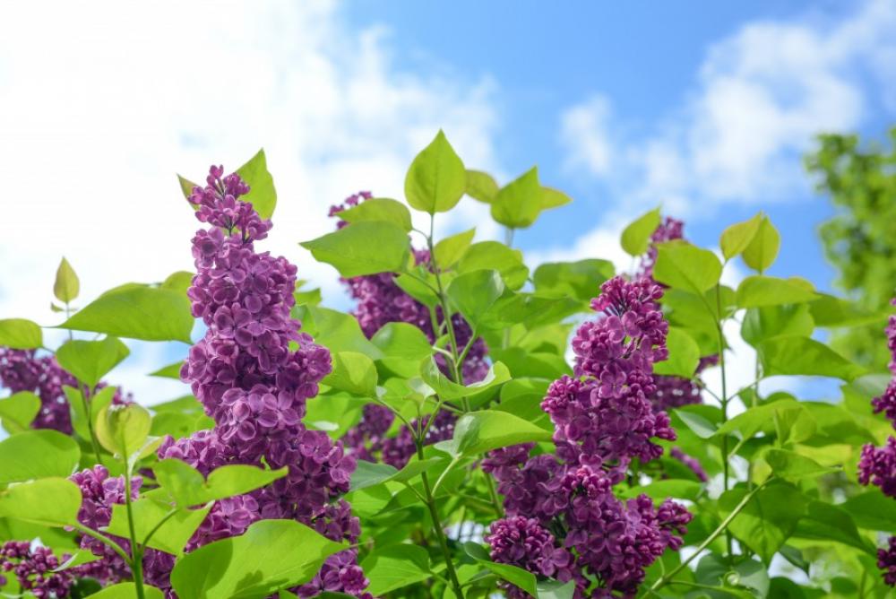 Purple flowers and green leafs Purple flowers and green leafs