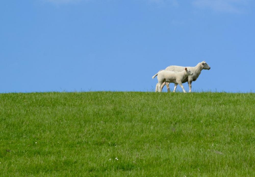 lamb with mother lamb with mother