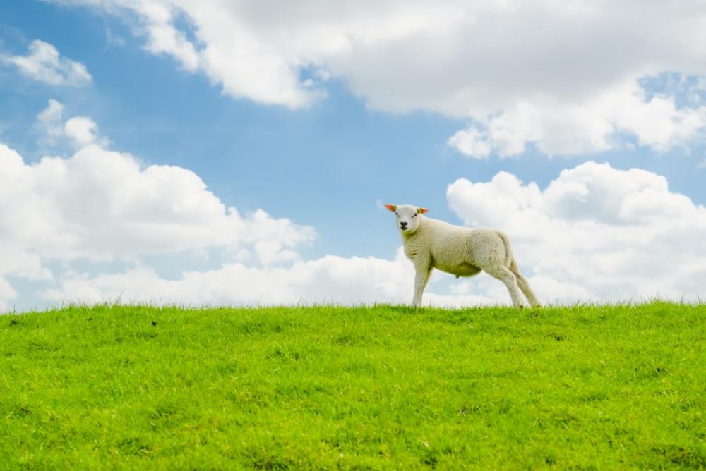Little sheep Little sheep