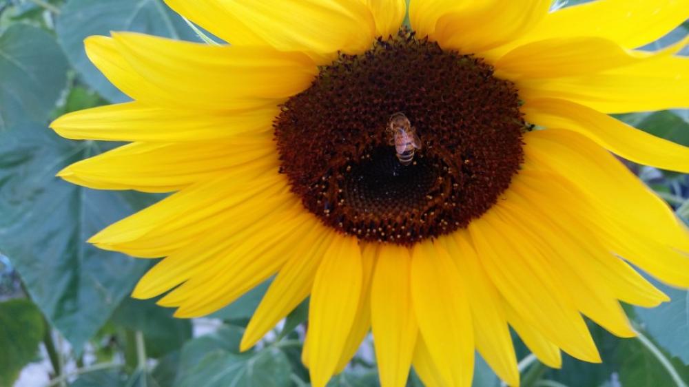 Abeille sur tournesol Abeille sur tournesol