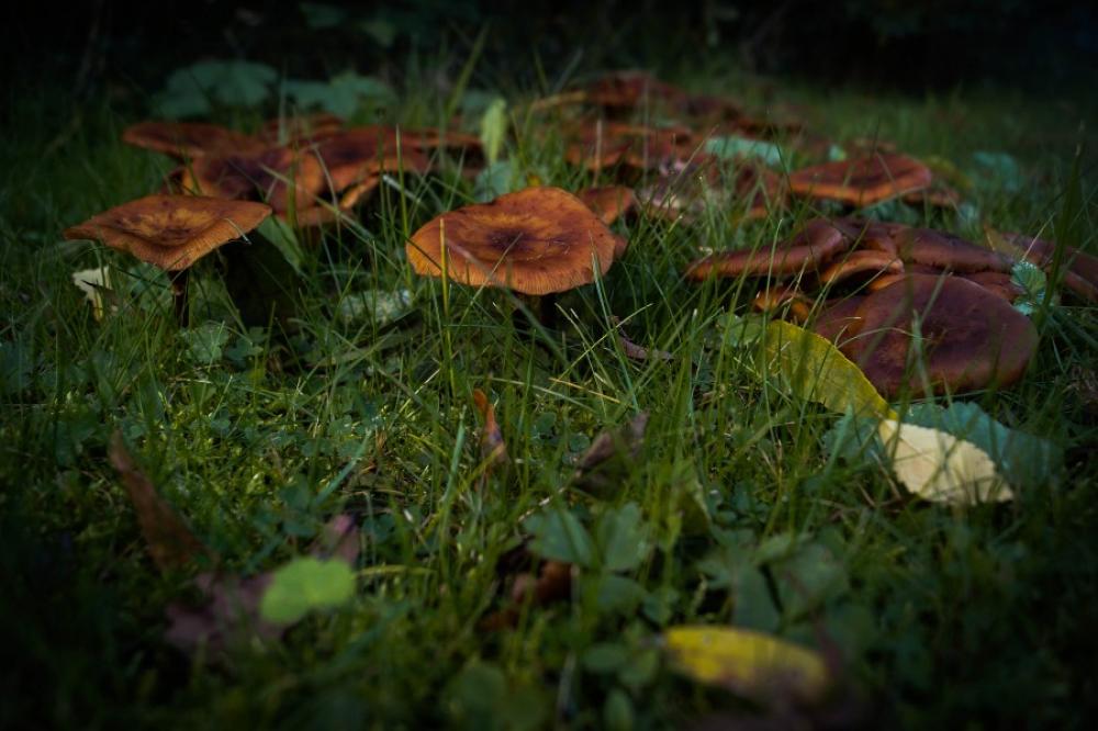 Mushrooms in the dark Mushrooms in the dark