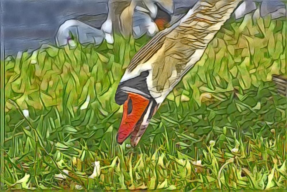 Painted swan Painted swan