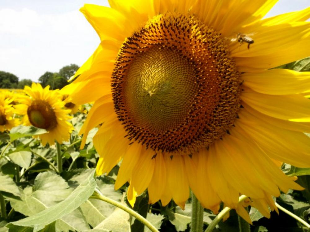 Sunflower and Bee Sunflower and Bee