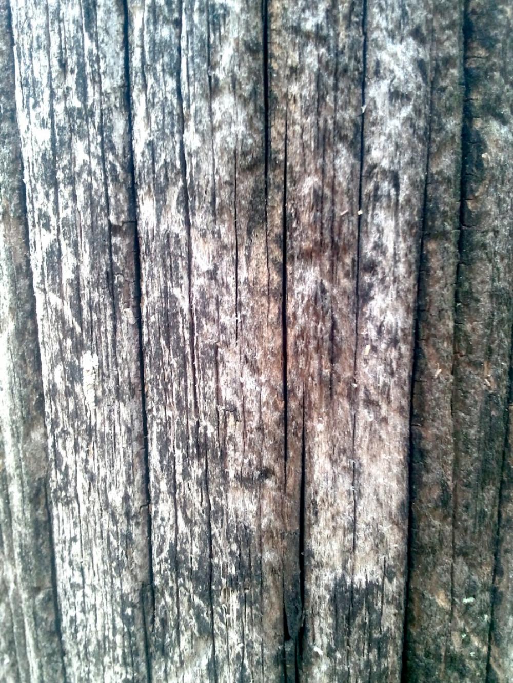 Wood Texture Wood Texture