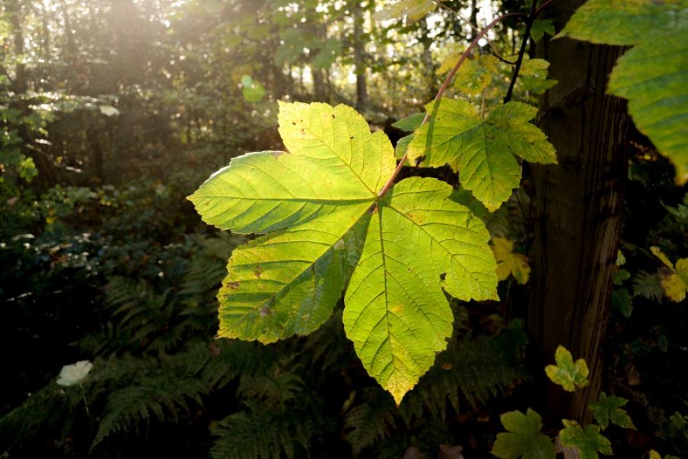 Big green leaf in the sun Big green leaf in the sun