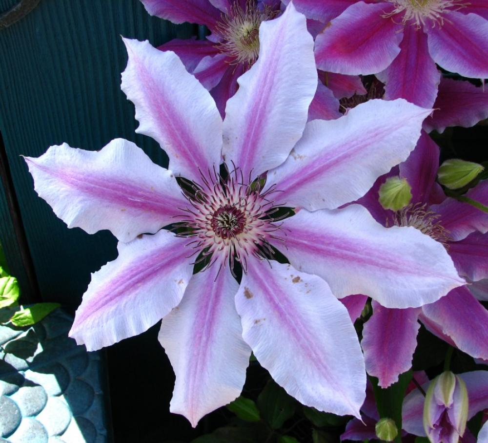 purple-and-white clematis purple-and-white clematis