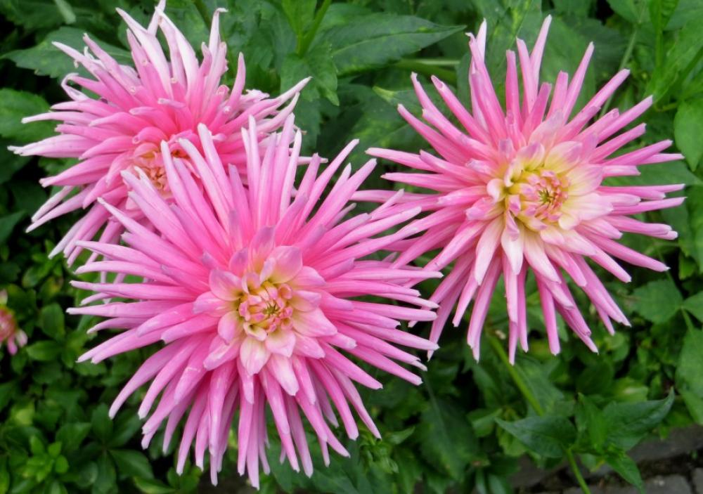 pink cactus dahlias pink cactus dahlias