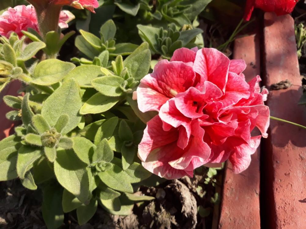 Red Flower Red Flower