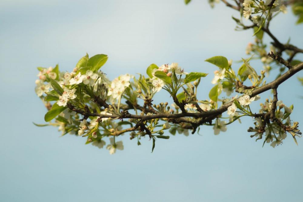 Blossom Blossom