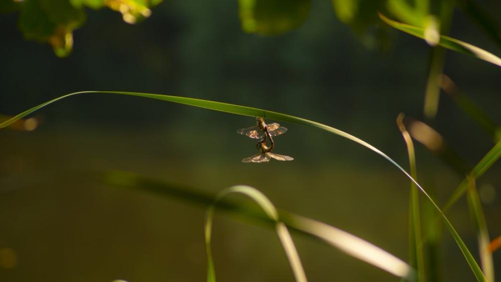 Dragonfly love Dragonfly love
