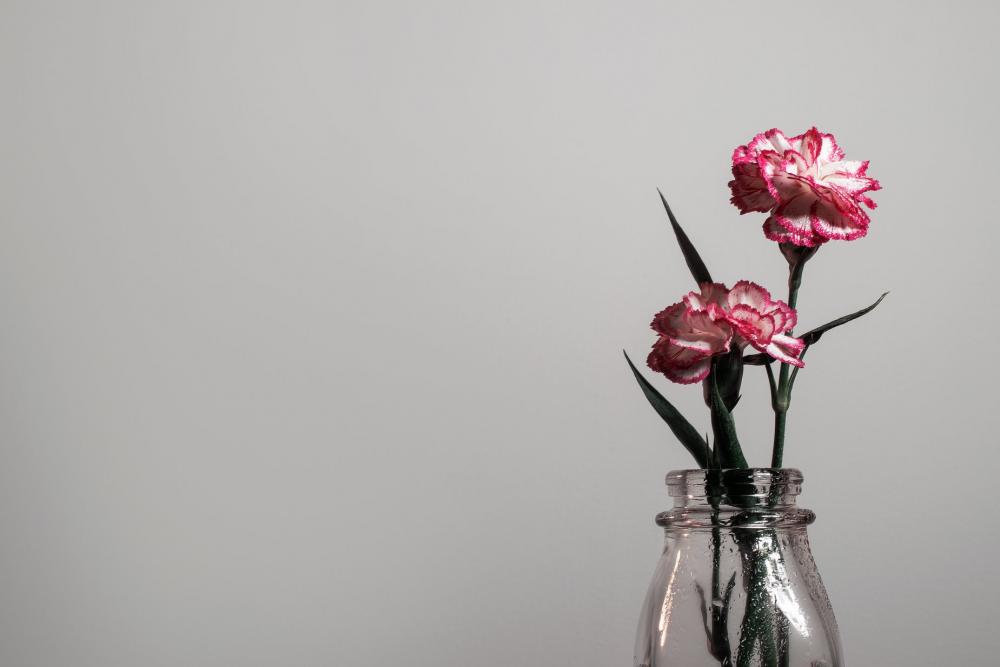 A Flower Shows It's Pink Petals Against A White Wall Photo A Flower Shows It's Pink Petals Against A White Wall Photo