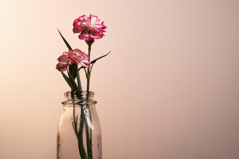 A Pink And White Flower Blossoming In A Jar Photo A Pink And White Flower Blossoming In A Jar Photo